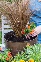 Planting a copper pot with hot coloured plants. Surround the Carex with Calibrachoa, a shorter trailing perennial.