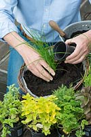 Planting a herb hanging basket step by step. Place the tallest herb, the chives, in the centre of the basket.