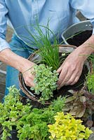 Planting a herb hanging basket step by step. Place smaller and trailing herbs such as oregano around the edge.