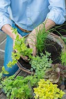 Planting a herb hanging basket step by step.  Place smaller and trailing herbs such as oregano and Indian mint around the edge.