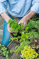 Planting a herb hanging basket step by step. Add leafy parsley