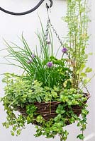Herb hanging basket planted with trailing Indian mint - Satureja douglasii, chives, French parsley, moss curled parsley, dill  and oregano 'Country Cream'.