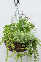Herb hanging basket planted with trailing Indian mint - Satureja douglasii, chives, French parsley, moss curled parsley, basil and oregano 'Country Cream'.