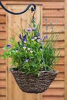Herb hanging basket planted with heartsease - Viola tricolor, chives, French parsley, rosemary and lavenders.