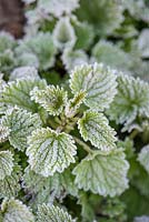 Urtica dioica - Common nettle, new growth covered in frost.