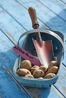 Potato - Solanum tuberosum, 'Arran Pilot', set up to chit prior to planting, England, February.