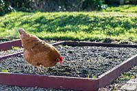 Pet hen, being allowed to forage in raised bed prior to sowing, England, February.