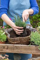 Planting a May hanging basket. Step 4: planting pinks, Dianthus 'Pixie Star', in the centre.