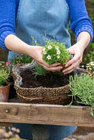 Planting a May hanging basket. Step 5: planting a mossy clump of Saxifraga 'White Star'.