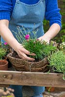 Planting a May hanging basket. Step 6: planting a clump of sea thrift, Armeria 'Armada Rose'