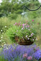 May hanging basket planted with alpine plants: moss phlox, sea campion, sea thrift, pinks, cranesbill and  mossy saxifrage.  Phlox subulata 'Tamaongalei', Silene maritima, Dianthus 'Pixie Star', Armeria maritima 'Armada Rose' and 'Nifty Thrifty', Geranium cantabrigiense 'Westray' and Saxifraga 'White Star'.