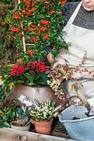 Planting an autumn pot with white flowers and red berried plants. Step 6: add the ivy to trail over the edge of the pot, packing earth round it.