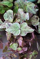 Hedera, ivy, an evergreen trailing shrub with small, red tinged leaves.