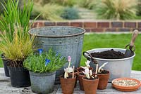 Planting an October Bucket with Gentiana 'The Caley', Schizostylis coccinea 'Fenland Daybreak', Pennisetum alopecuroides, Colchicum 'Waterlily' and Colchicum speciosum.