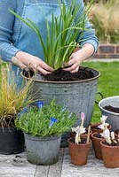 Planting an October Bucket. Step 4:  Ensure the Schizostylis leaves are well separated before firming into the soil.
