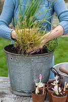 Planting an October Bucket. Step 6:  Plant the Pennisteum  alopecuroides, fountain grass, leaving a gap between the Schizostylis and the Gentium.