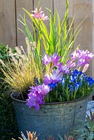 An October Bucket planted with Gentiana 'The Caley', Schizostylis coccinea 'Fenland Daybreak', Pennisetum alopecuroides, Colchicum 'Waterlily' and Colchicum speciosum.