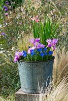 An October Bucket planted with Gentiana 'The Caley', Schizostylis coccinea 'Fenland Daybreak', Pennisetum alopecuroides, Colchicum 'Waterlily' and Colchicum speciosum.