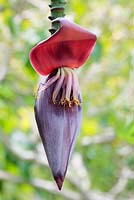 Musa - Banana Flower - Inflorescence, Cape Town, South Africa