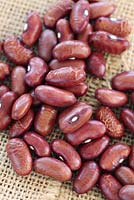 Phaseolus vulgaris 'Lazy Housewife' - runner bean seeds, Cape Town, South Africa