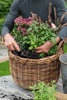 Planting a log basket with early autumn flowering perennials. Fill in any gaps with compost, firming in each plant.
