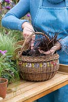 Planting an early autumn hanging basket. Plant the basket, starting with small and trailing plants near the edge and with the tallest in the centre.