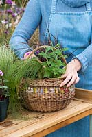 Planting an early autumn hanging basket.  Plant the basket, starting with small and trailing plants near the edge and place the tallest in the centre.