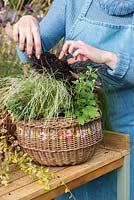 Planting an early autumn hanging basket. Fill in any gaps with additional compost.