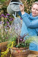 Planting an early autumn hanging basket. Water well.
