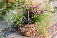 A wicker basket planted with pot mums Chrysanthemum 'Yahoo Purple', Cyclamen hederifolium, red hook sedge Uncinia rubra, frosted sedge grass Carex 'Frosted Curls', Mexican feather grass Stipa tenuissima 'Pony Tails' and trailing Indian mint Saturega douglasii
