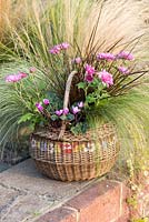 A wicker basket planted with pot mums Chrysanthemum 'Yahoo Purple', Cyclamen hederifolium, red hook sedge Uncinia rubra, frosted sedge grass Carex 'Frosted Curls', Mexican feather grass Stipa tenuissima 'Pony Tails' and trailing Indian mint Saturega douglasii
