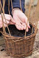 Growing Sweet Peas. Pre-soaked sweet pea seeds are planted into compost in a container made from woven willow, with 1m support  sticks.