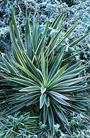 Yucca - Variegated form in the frost
