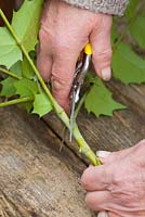 Taking leaf bud cuttings from a mahonia. Cutting stem