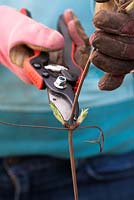 Pruning a clematis with secateurs. Cutting just above a bud