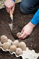 Planting early potatoes