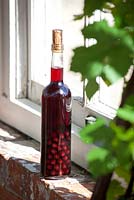 Bottle of Damson gin on a window ledge. Prunus domestica