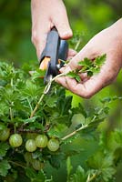 Pruning away new growth on gooseberries in summer to encourage better fruiting