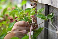 Tying in fruit bearing canes of blackberries with garden tie twists. Rubus