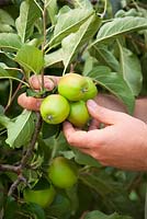 Thinning apples in summer to encourage ripening and promote good sized, healthy fruits. Malus domestica