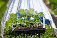 Tray of young tender Zinnia plants protected from late frosts by plastic cloche