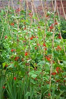Phaseolus coccineus - Climbing runner beans in flower growing up cane supports. 