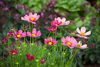 Cosmos bipinnatus 'Antiquity' growing in front of ruby chard in a vegetable garden