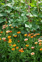 Organic pest control. Companion planting of Calendula 'Flashback' growing at the base of beans. Marigolds attract aphids and bugs away from crops.