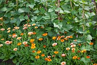 Organic pest control. Companion planting of Calendula 'Flashback' growing at the base of beans. Marigolds attract aphids and bugs away from crops.