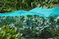 Brassicas protected from birds with netting attached to canes