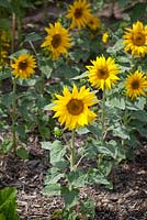 Helianthus annuus 'Irish Eyes' - Dwarf sunflower. 