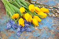 Cut spring flowers - tulips and grape hyacinths - ready to make into an arrangement. Distressed blue background