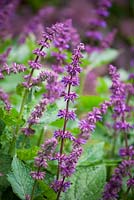 Salvia verticillata 'Purple Rain' - Whorled clary sage