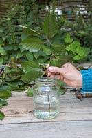 Place the branch in the glass jar containing glycerine